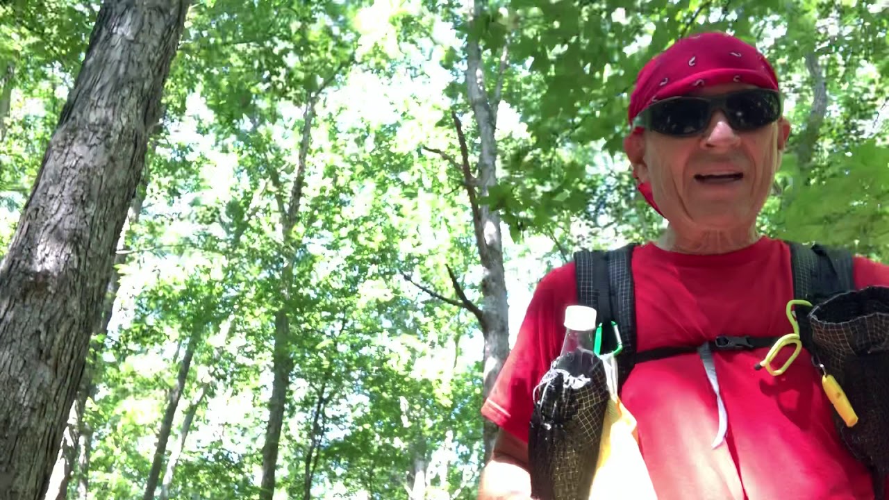 Yellow jacket attack