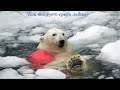 Настоящий полярный медведь / Кай кайфует среди льдин