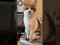 天才猫に返事が10回できるかチャレンジして頂きました#shorts