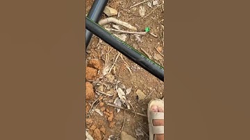 Cách phân biệt ống nhánh LDPE và ống chính HDPE