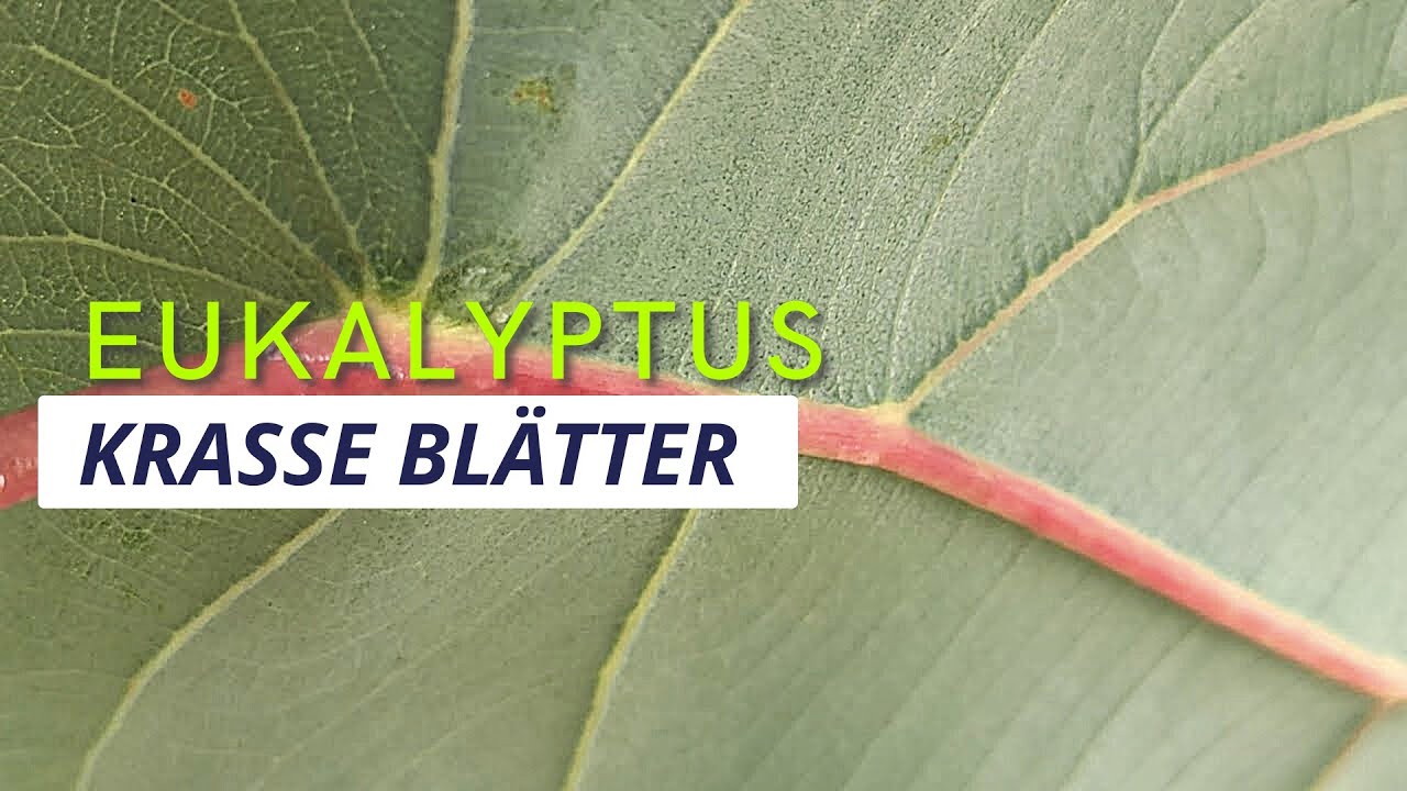 Eukalyptus-Blätter vergleichen: Welche Messung ist sinnvoll?
