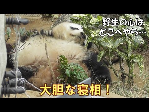 ジャイアントパンダ「シャオシャオ」と「レイレイ」2025年12月11日撮影