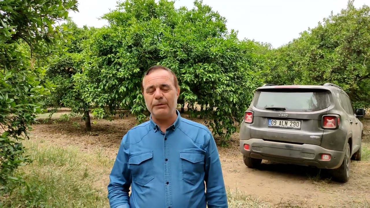 AYDIN NAZİLLİ'DE SATILIK SAHİBİNDEN  MEYVE ve bahçesi fiyat çok uygun komisyon yok ! 0532 060 9193