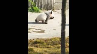 Download Lagu Baby panda stumbles clumsily—every wobbly step is pure joy. #panda #funny #cute MP3 Download Lagu Baby panda stumbles clumsily—every wobbly step is pure joy. #panda #funny #cute MP3