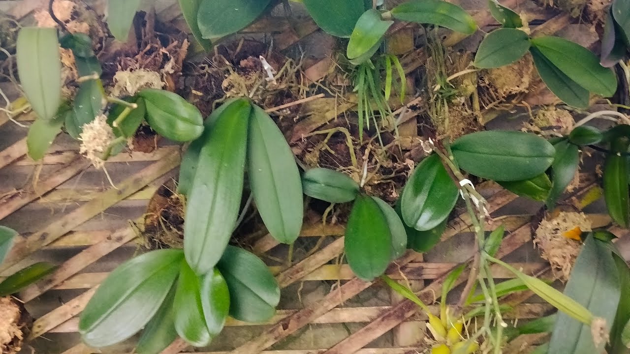 Orquídeas phalaenopsis