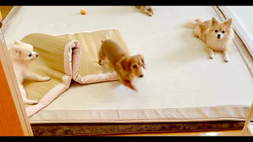 Download 山下智久犬mp4 Mp3