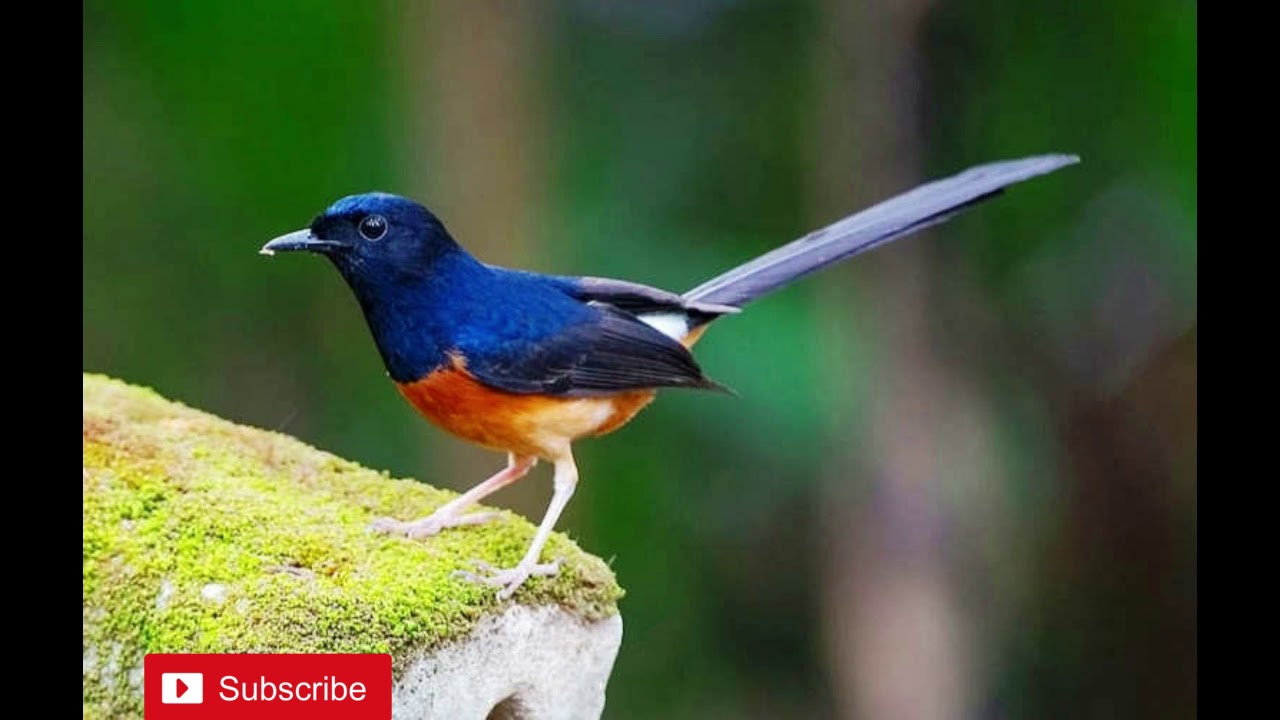 Kicau burung #Murai 