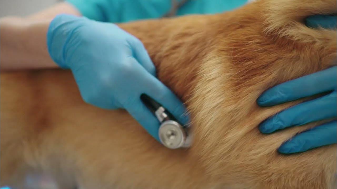 What we know about a mysterious illness making dogs sick, how to keep