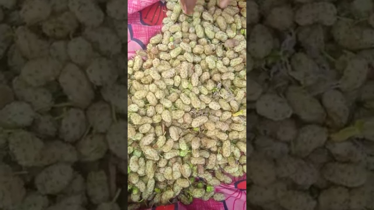 wight mulberry safed shehtut