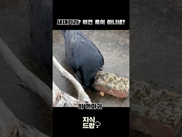 '앞으로 새대가리는 칭찬이다 
