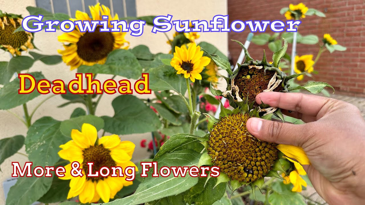 How to Grow and Deadhead Sunflowers for Maximum Blooms sunflower 