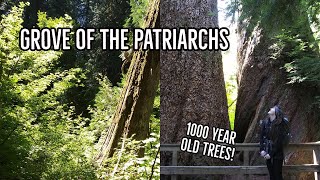 Grove of the Patriarchs Trail - Mt. Rainier National Park