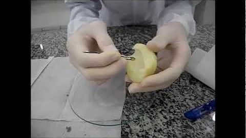 Qual a função do corante na preparação da lâmina?
