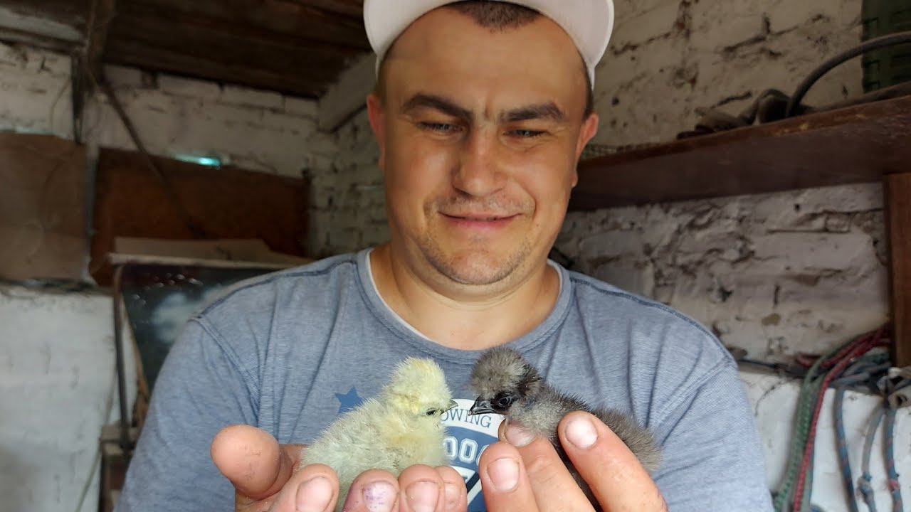 Сколько вывелось цыплят из посылки? Китайские шелковые теперь есть и у ...