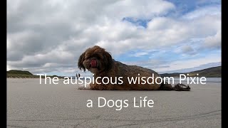 The auspicious wisdom Pixie a dogs life fc