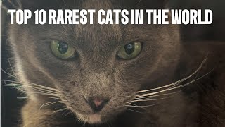Cat Lovers | Top 10 Rarest Cats In The World | Rare & Exotic Feline Breeds | Rare Breeds Of Cats