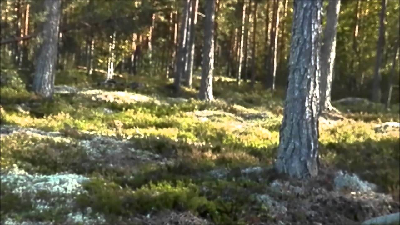 reptiles concept Autumn herping special