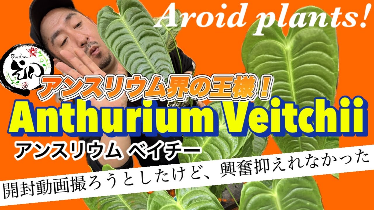 King of Anthuriums] The king of the Anthurium world, strong and