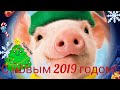 Поздравление с Новым 2019 Годом!!!/Happy New Year!/Year of pig