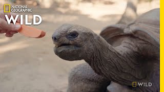 Weighing a Giant Tortoise  | Secrets of the Zoo: Down Under