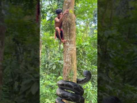 Big Spiral Anaconda