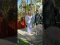 Dinosaur ring bearer makes surprise appearance at wedding