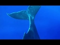 Humpback Whale Giving Birth on Maui -- First Time Recorded