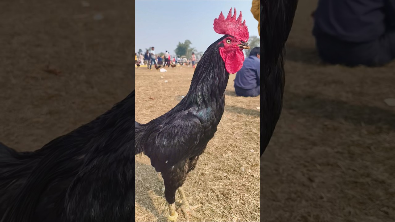 The Black Aseel Rooster 👑 