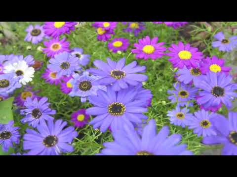 Video: Swan River Daisy Flowers: How To Grow Swan River Daisies In The Garden