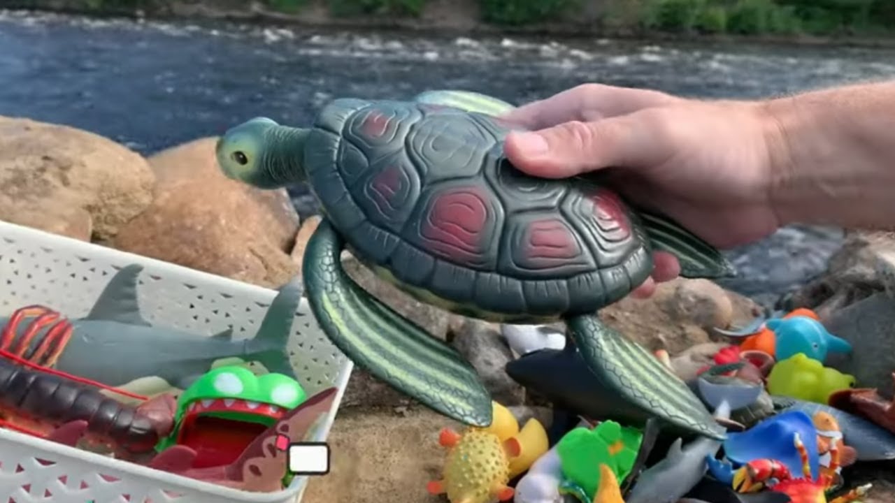 Placing Sea Animal Toys in a Box YouTube