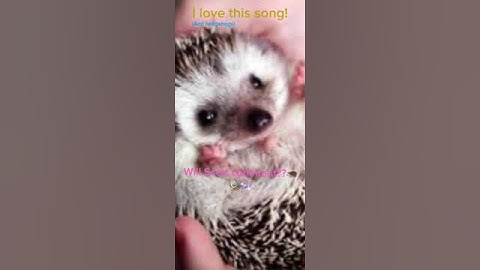 Will he comment? #scottfrenzel #hedgehog #cute #sugarhigh