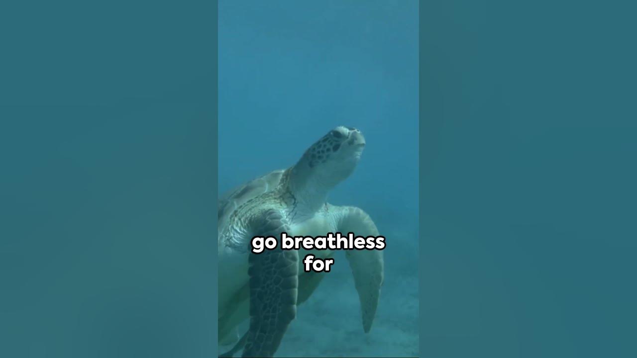 How long can sea turtles hold their breath YouTube
