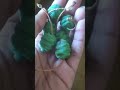 Here’s a old video of immature dawn redwood seeds (metasequoia glyptostroboides)