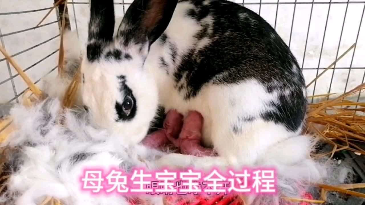 母兔生宝宝全过程 第一胎就生了十多子小兔子 兔妈妈太伟大了 - YouTube