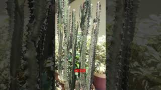 Cactus #trendingshorts #nature #garden #cactus #gardening#seal