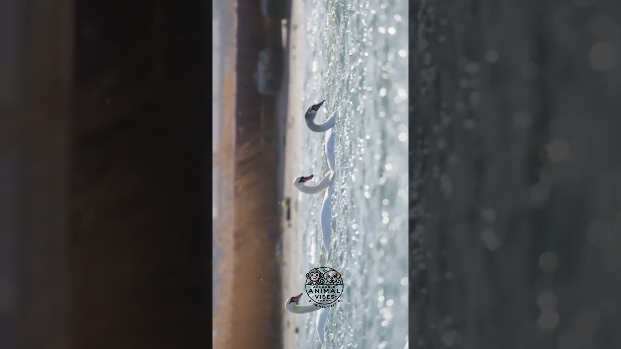 Mesmerizing Close-Up of Elegant White Swans 🦢💧 