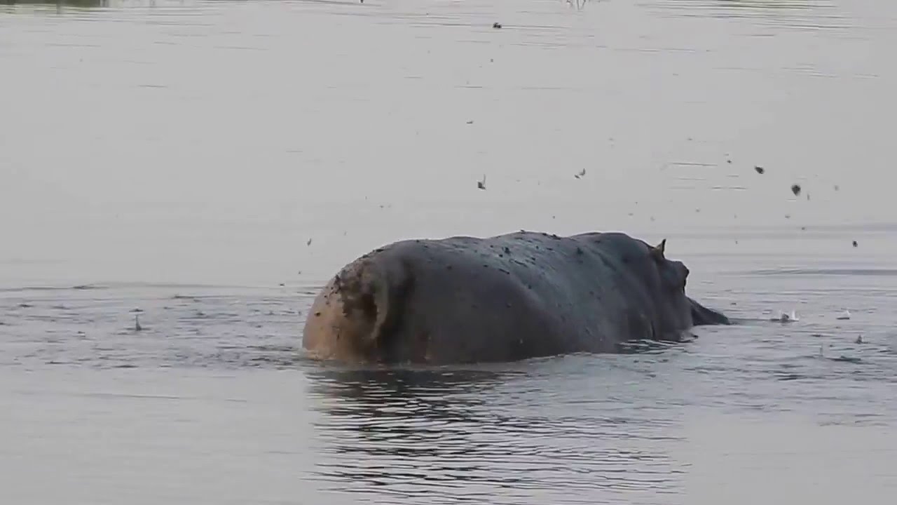 Hippo flinging his poop YouTube