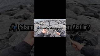 Palamutun Kanı Neden Akıtılır?