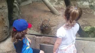 San antonio zoo caracal cat jumps at toddler!