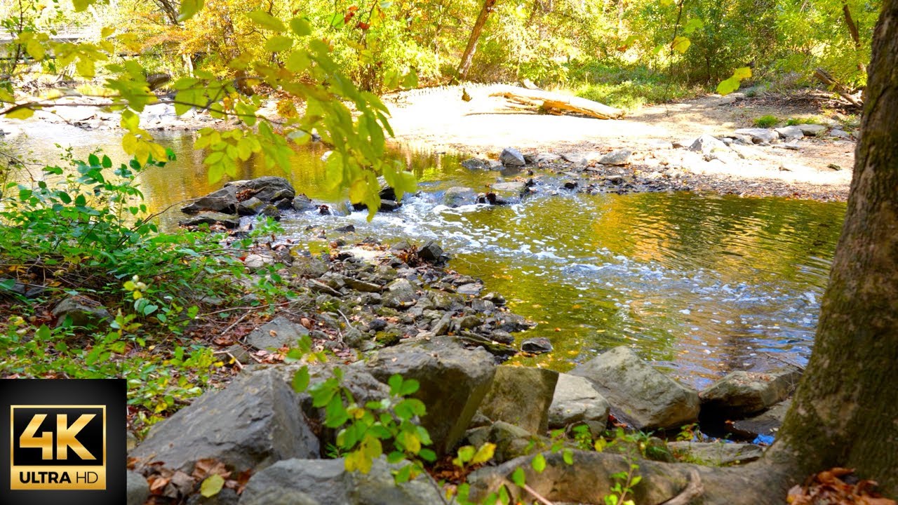 Healing Nature Ambience   Creek Water & Birdsong for Relaxation, Meditation & Deep Sleep