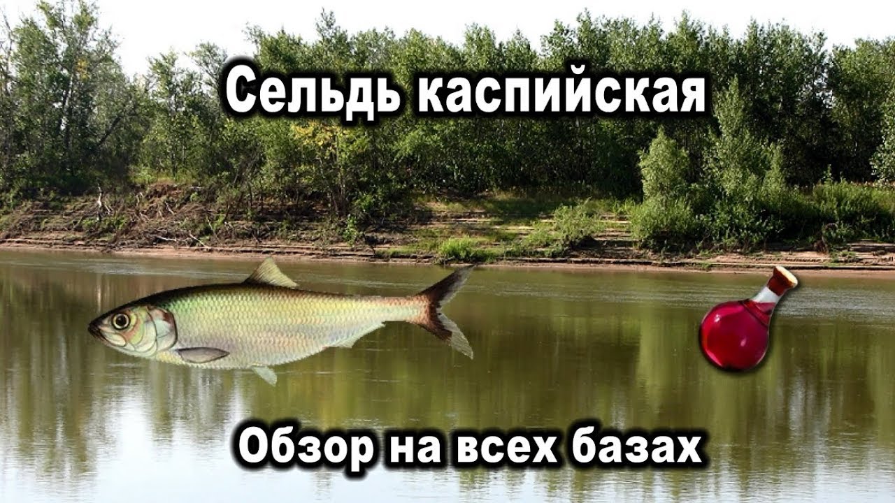РР3. Сельдь каспийская. Обзор на всех базах. Отвар силы - YouTube