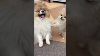 Pretty Little Babies Coco & Lily