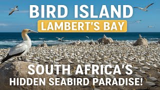 Bird Island Cape West Coasts Wild Seabird Sanctuary In Lamberts Bay