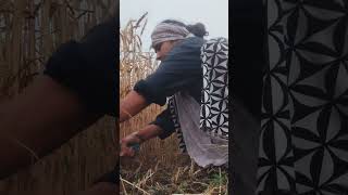 #jatni #kisan #support #subscribe 🙏