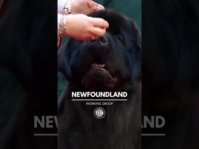 Meet the Newfoundland