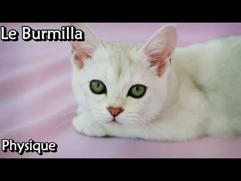 Vidéo: Race De Chat Burmilla Hypoallergénique, Santé Et Durée De Vie