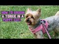 How to groom a yorkie in a puppy cut 