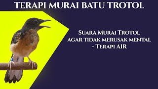 Terapi Murai Batu Trotol belajar bunyi, agar tidak rusak mental