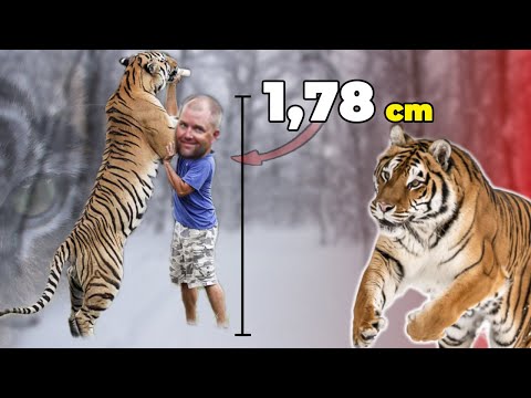 En KARİZMATİK Kedi | FİLLERLE KAPLAN AVLAMAK ?! (Kaplan Belgeseli)