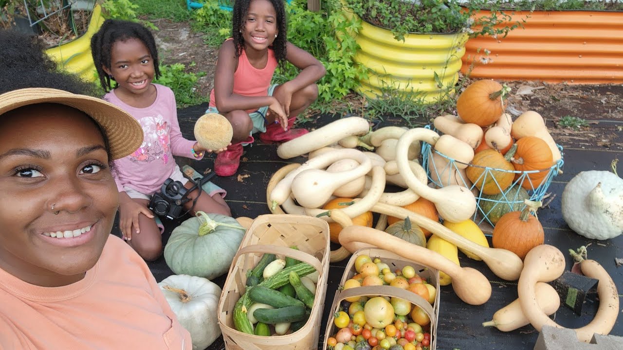 harvesting-147-pounds-of-food-to-feed-our-family-youtube